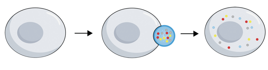 Схема механизма интраклеточной доставки биологически активных веществ (БАВ) с помощью гиалуроновой кислоты 